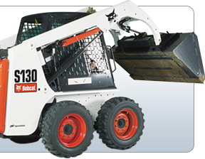 bobcat